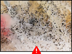 Dust in the Air